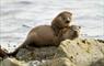 Beacon Light otters