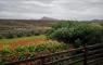 Shivinish garden with views