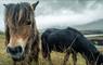 South Uist: wild ponies at Loch Skipport