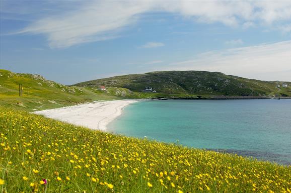 Eriskay Shop machair flowers