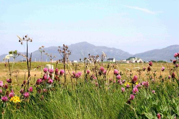 Kilpheder/Daliburgh Machair Walk - purple flowers