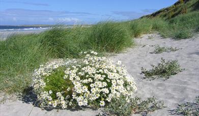 Milton Beach and Machair