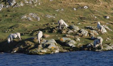 Eriskay Ponies