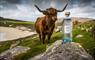 Isle of Harris Gin, with Highland Cow