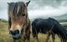 South Uist: wild ponies at Loch Skipport